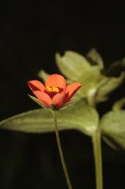 Image result for Anagallis oligantha