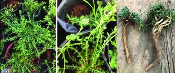 Image result for Corrigiola