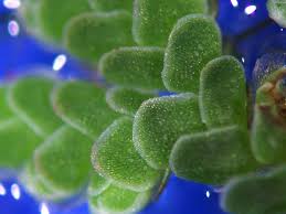 Image result for Salviniaceae