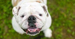 Because even they can't resist their cuteness. How Much Are English Bulldogs Cost Of Buying And Raising A Bulldog