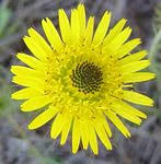 Image result for Berkheya zeyheri