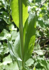 Image result for Turritis glabra