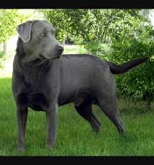 Pin By Semih On Yavru Kopek Silver Labrador Labrador Retriever Silver Labrador Retriever