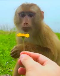 Reunion of Monkey Kaka and Mit with their family