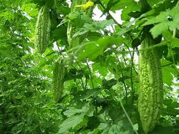 Concombre Amer Margoz Momordica Charantia Plants Bitter Melon