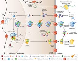 Check spelling or type a new query. Ribsosome Biogenesis The Greber Laboratory