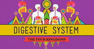We did not find results for: The Digestive System Crashcourse Biology 28 Voicetube Learn English Through Videos
