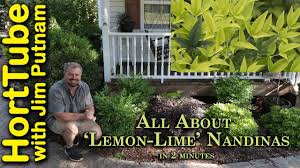 We did not find results for: Lemon Lime Nandinas In 2 Minutes Showy Evergreen Foundation Plant Youtube
