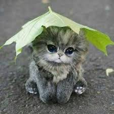 Fake Or Real Let Me Know What U Think Cutie Patootie Tash Cute Animal Pictures Cute Animals Cute Baby Animals