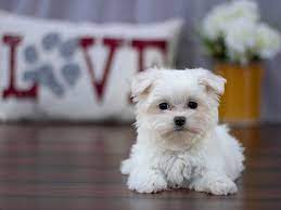View our wide variety of available puppies for sale at petland henderson! Visit Our Maltese Puppies For Sale Near Reynoldsburg Ohio