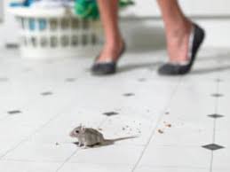 Their scent alone might be enough to scare the mice away. How To Get Rid Of Mice In The Kitchen