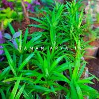 Lalu bagaimana cara menanam daun pandan? Jual Daun Pandan Wangi Murah Harga Terbaru 2021