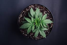 images?q=tbn:ANd9GcRkvJEJTsGaTynWUBeO8YbmOMBYdCtzKGPR3g&usqp=CAU