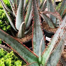 Image result for Aloe buchananii