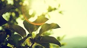 Image result