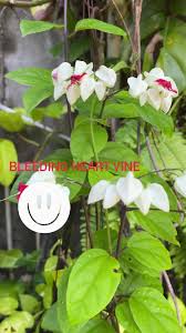 Image result for Clerodendrum capitatum