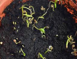 Biji akan mulai berkecambah setelah menyerap air dari lingkungan sekitar. Proses Penyemaian Biji Benih Blog Cilibangi
