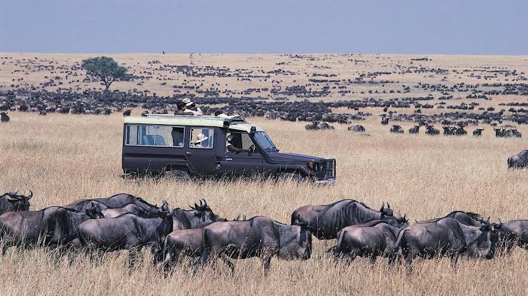 Kenya safari wildlife and savannah landscape