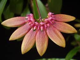 Image result for Bulbophyllum kivuense