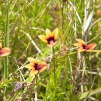 Image result for Monopsis