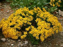Check spelling or type a new query. The Best Drought Tolerant Deer Resistant Plants For Landscaping Boerne Real Estate For Sale