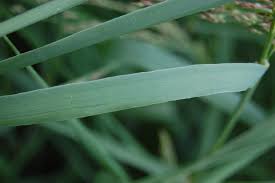 Image result for Panicum merkeri