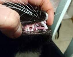 Zahngesundheit Bei Katzen Ein Schwieriges Thema Tierarztpraxis Dr Reinhold Erbing