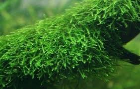 Untuk perawatannya termasuk mudah dan hanya membutuhkan pencahayaan yang sedikit. 15 Jenis Tanaman Aquascape Tanpa Co2 Anubias Merah Di Air