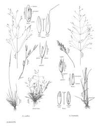 Image result for Agrostis