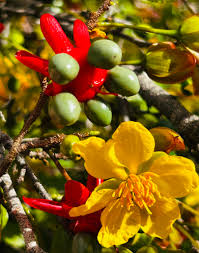Image result for Ochna serrulata
