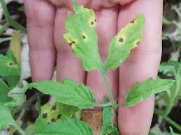 Image result for tomato seedling pseudomonas syringae pv tomato symptoms