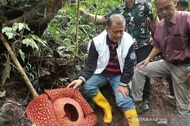 Jika anda mengamati gambar bagian bunga ini tidak terdapat akar, batang, ranting, atau daun karena ini termasuk bunga parasit. Bunga Rafflesia Tuan Mudae Terbesar Di Dunia Ditinjau Wagub Sumbar Antara News
