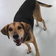 Near you 20+ dog boarding services near you. Doggie Depot Of Virginia Cage Free Environment Winchester Va