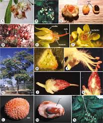 System identifying fruit and vegetables in the retail market using. Sapindaceae An Overview Sciencedirect Topics