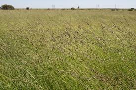 Image result for Tragus koelerioides