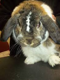 Image result for what do Cheyletiella look like in dog fur