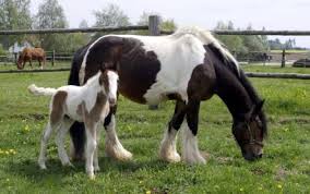 Kräuter werden von pferden auf weiden gefressen und können von der verdauung optimal verwertet werden. Sonnenbrand Beim Pferd Vet Magazin Com