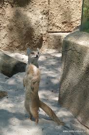 Zoo, zoologicá zahrada, unie zoo. Zoo Olomouc Svaty Kopecek Farmy Zoo Jizdy Na Konich