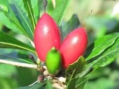 Image result for Synsepalum