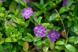 Purple perennial flowers with delicate petals and green foliage