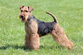 Yorkshire terrier · citra, fl. Welsh Terrier Dog Breed Information
