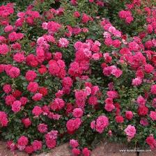 Knirps Gartenrosen Bodendecker Wachsende Rosen