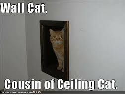 Find the newest ceiling cat know your meme meme. Wall Cat Cousin Of Ceiling Cat Meme On Me Me