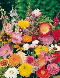 Traditional varieties have blue, lavender, or purple blooms, but new ones include bold colors such as orange and red. Cottage Garden Mix Cottage Garden Mix Seeds Flower Seeds