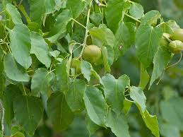 Image result for Croton polytrichus