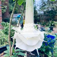 Image result for Brugmansia