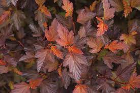 (ninebark) coppertina® physocarpus is a spectacular new ninebark that adds a dramatic color scene to the landscape. Coppertina Ninebark Physocarpus Opulifolius Proven Winners
