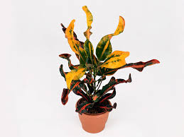 Image result for Codiaeum