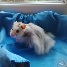 Baby Syrian Hamsters Silver Creams Buy From Uk Breeder Syrian Hamster Hamster Cute Hamsters