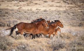 Well here is what they look like and where you can find them. A Band Of Wild Horses And Foal In Southern Colorado